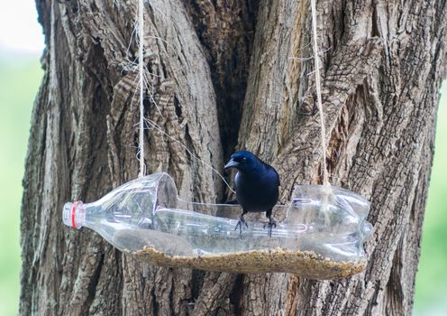 feeders and drinkers for birds made with recycled plastic bottles