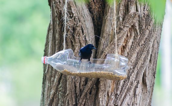 feeders and drinkers for birds made with recycled plastic bottles