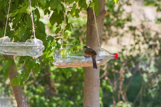 feeders and drinkers for birds made with recycled plastic bottles