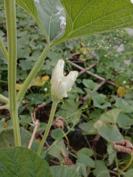 white colored beautiful flower with green leaf