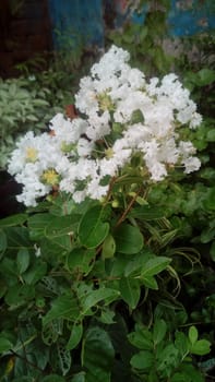 white colored beautiful flower with green leaf