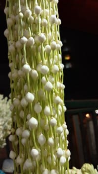 white colored beautiful flower with green leaf