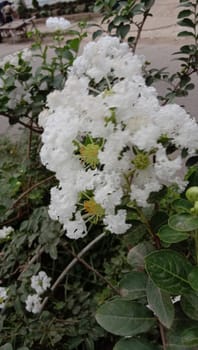 white colored beautiful flower with green leaf