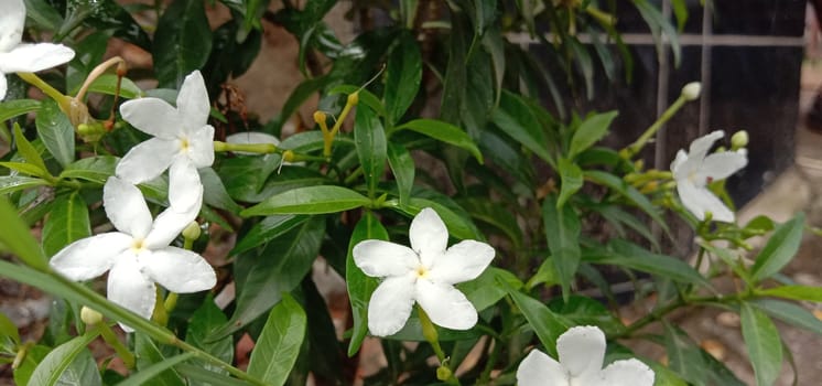 white colored beautiful flower with green leaf