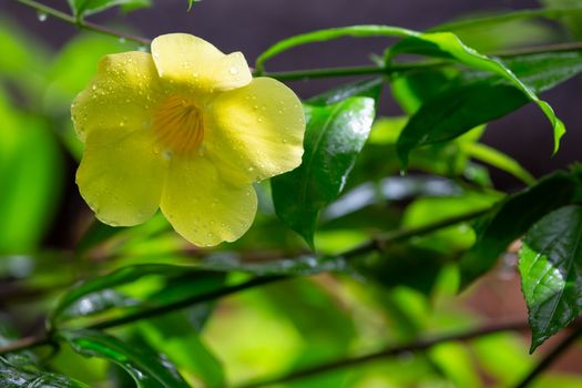 One yellow native flower of Madagascar with small raindrops