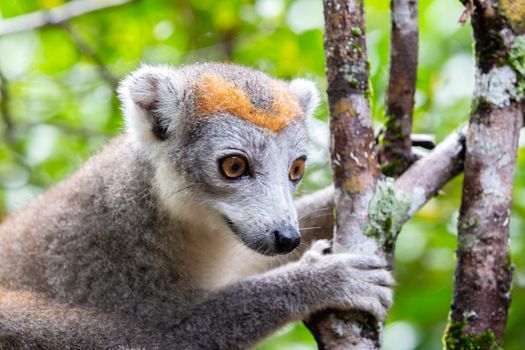 The crown lemur on a tree in the rainforest of Madagascar