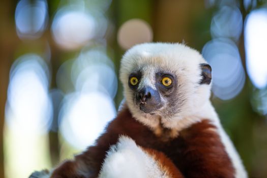 The Coquerel Sifaka in its natural environment in a national park on the island of Madagascar.