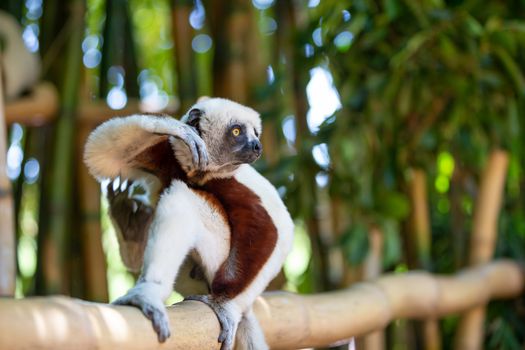 The Coquerel Sifaka in its natural environment in a national park on the island of Madagascar.