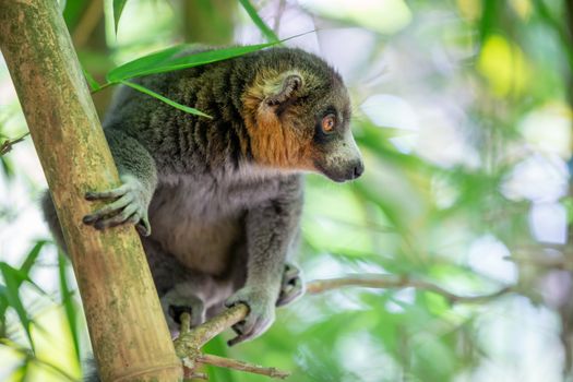 A lemur sits on a branch and watches the visitors to the national park.