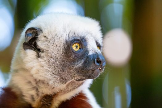 The Coquerel Sifaka in its natural environment in a national park on the island of Madagascar.