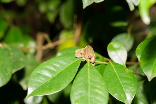 Colorful chameleon in a close-up in the rainforest in Madagascar.