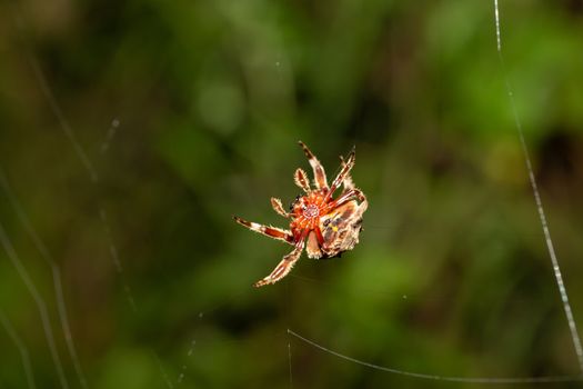 A spider weaves its web in the rainforest.