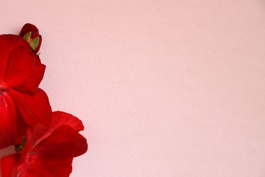 red geranium flower on a light background, blank for congratulations, copy space.