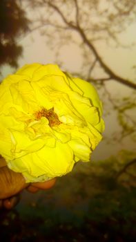 yellow colored beautiful flower coloseup on garden