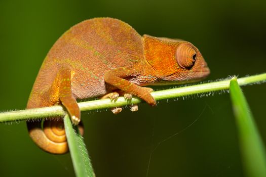 Colorful chameleon in a close-up in the rainforest in Madagascar.