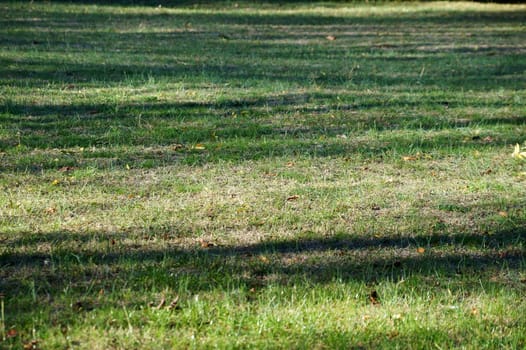 long shadows on a green lawn in an autumn park close-up