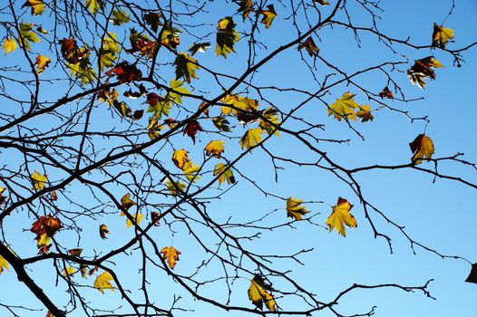 some yellow autumn leaves on bare branches against a blue sky.
