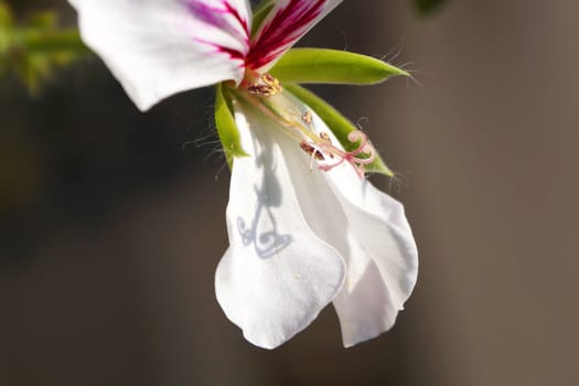 white pelargonium flower close-up on gray background