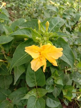 beautiful yellow colored flower with leaf on garden