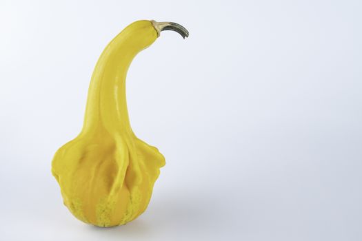 Yellow colored pumpkins on a white background.