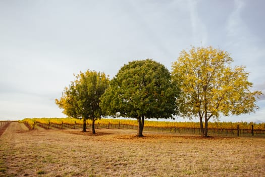 The sun sets over recently picked vines on a warm autum evening in Myrrhee in the King Valley, Victoria, Australia