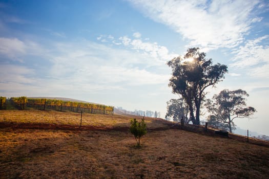 The sun sets over recently picked vines on a warm autum evening in Myrrhee in the King Valley, Victoria, Australia