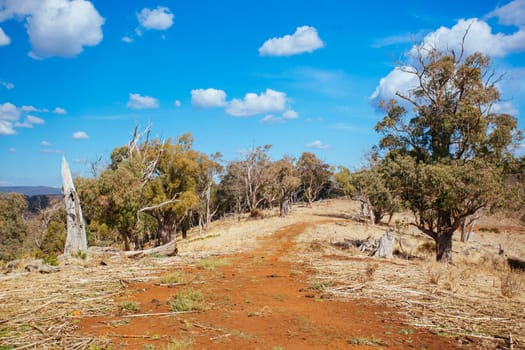 King Valley landscape in the late afternoon in Myrrhee in the King Valley, Victoria, Australia