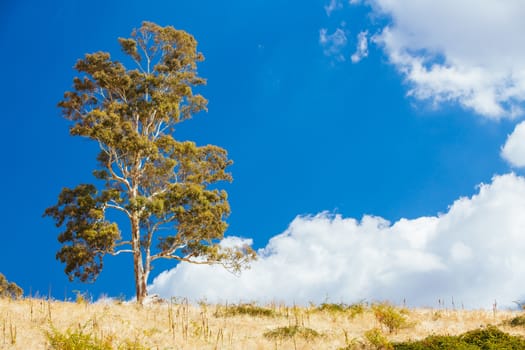 King Valley landscape in the late afternoon in Myrrhee in the King Valley, Victoria, Australia