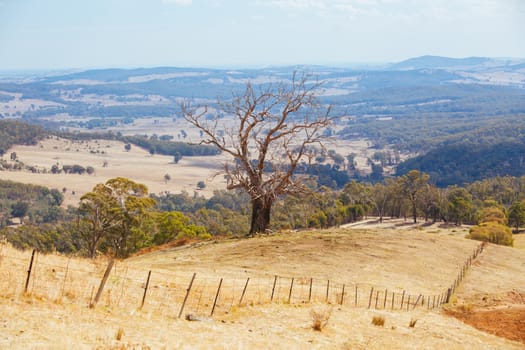 King Valley landscape in the late afternoon in Myrrhee in the King Valley, Victoria, Australia