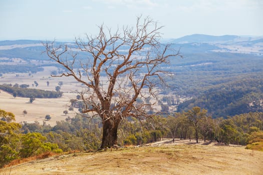 King Valley landscape in the late afternoon in Myrrhee in the King Valley, Victoria, Australia