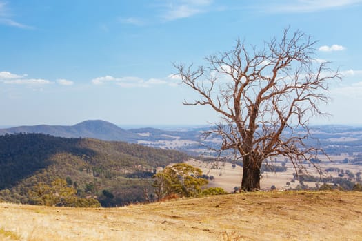 King Valley landscape in the late afternoon in Myrrhee in the King Valley, Victoria, Australia