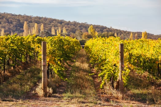 The sun sets over recently picked vines on a warm autum evening in Myrrhee in the King Valley, Victoria, Australia