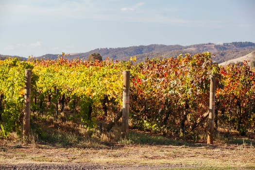 The sun sets over recently picked vines on a warm autum evening in Myrrhee in the King Valley, Victoria, Australia
