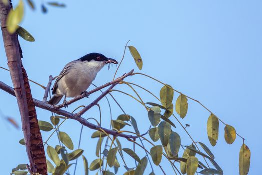 Black backed Puffback with insect prey in Kruger National park, South Africa ; Specie Dryoscopus cubla family of Malaconotidae