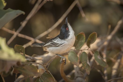 Black backed Puffback standing in a shrub in Kruger National park, South Africa ; Specie Dryoscopus cubla family of Malaconotidae