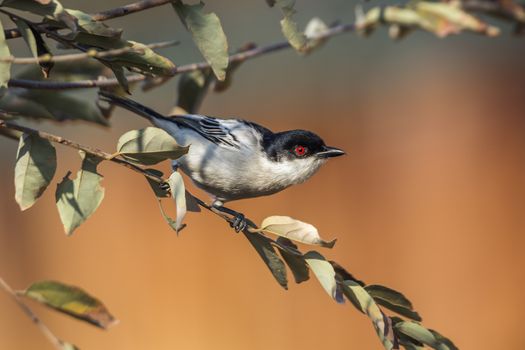 Black backed Puffback standing in a shrub in Kruger National park, South Africa ; Specie Dryoscopus cubla family of Malaconotidae
