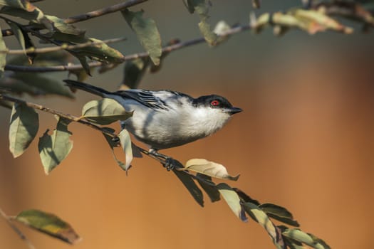Black backed Puffback standing in a shrub in Kruger National park, South Africa ; Specie Dryoscopus cubla family of Malaconotidae