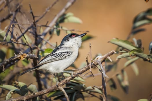 Black backed Puffback standing in a shrub in Kruger National park, South Africa ; Specie Dryoscopus cubla family of Malaconotidae
