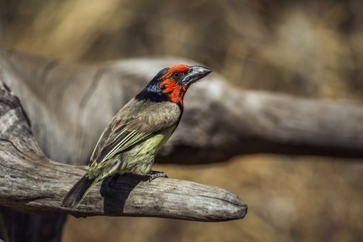 Black collared Barbet standing on a log in Kruger National park, South Africa ; Specie Lybius torquatus family of Ramphastidae