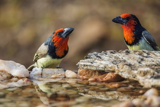 Black collared Barbet couple standing at waterhole in Kruger National park, South Africa ; Specie Lybius torquatus family of Ramphastidae