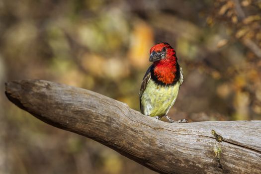 Black collared Barbet standing in a log with fall color background in Kruger National park, South Africa ; Specie Lybius torquatus family of Ramphastidae