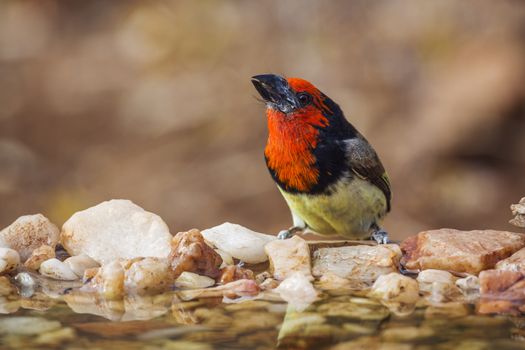 Black collared Barbet standing in waterhole in front view in Kruger National park, South Africa ; Specie Lybius torquatus family of Ramphastidae