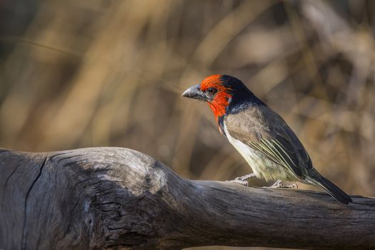 Black collared Barbet standing on a log with fall colors background in Kruger National park, South Africa ; Specie Lybius torquatus family of Ramphastidae