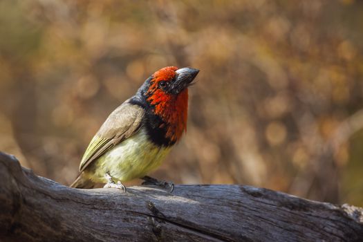 Black collared Barbet standing on a log with fall colors background in Kruger National park, South Africa ; Specie Lybius torquatus family of Ramphastidae
