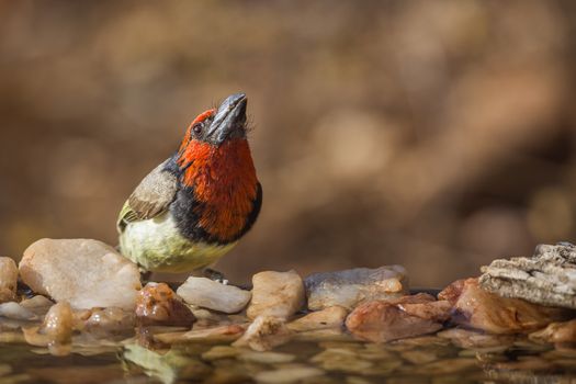 Black collared Barbet standing at waterhole in Kruger National park, South Africa ; Specie Lybius torquatus family of Ramphastidae