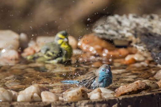 Blue-breasted Cordonbleu and Yellow fronted Canary bathing in waterhole in Kruger National park, South Africa ; Specie Uraeginthus angolensis family of Estrildidae