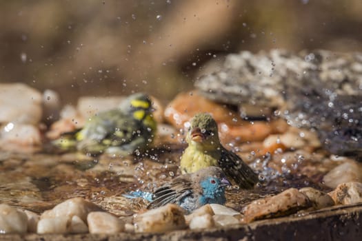 Blue-breasted Cordonbleu, village weaver and Yellow fronted Canary bathing in waterhole in Kruger National park, South Africa ; Specie Uraeginthus angolensis family of Estrildidae