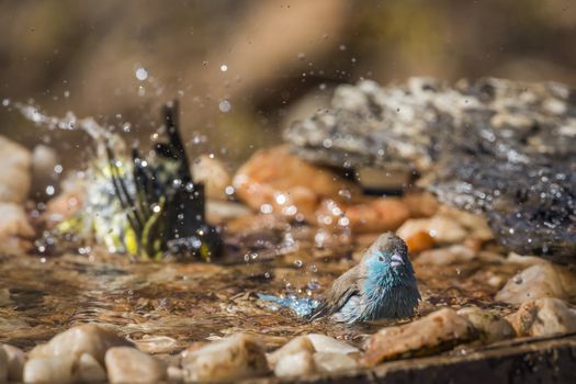 Blue-breasted Cordonbleu and Yellow fronted Canary bathing in waterhole in Kruger National park, South Africa ; Specie Uraeginthus angolensis family of Estrildidae