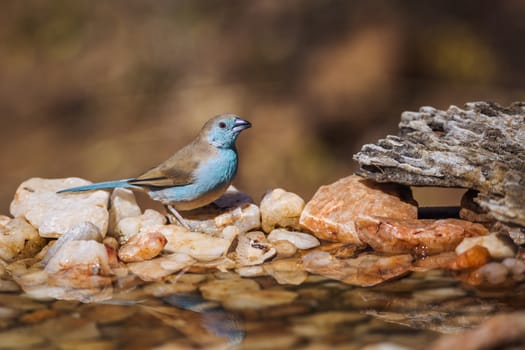 Blue-breasted Cordonbleu standing at waterhole in Kruger National park, South Africa ; Specie Uraeginthus angolensis family of Estrildidae