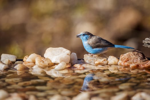 Blue-breasted Cordonbleu standing at waterhole in Kruger National park, South Africa ; Specie Uraeginthus angolensis family of Estrildidae